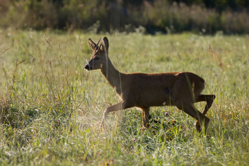 Roebuck - buck (Capreolus capreolus) Roe deer - goat