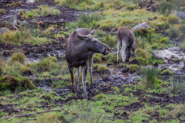 Obraz na płótnie Canvas Wild moose mum with her baby child. Crossing moose on streets cause accidents, that are dangerous for the wildlife as well as for people. The moose is the national animal of Sweden.