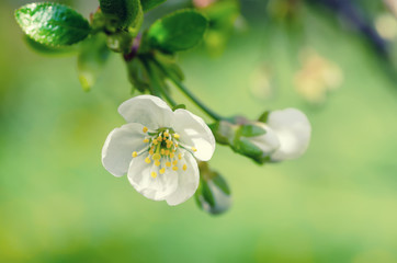 Blossoming of cherry flowers in spring time with green leaves and copyspace, macro