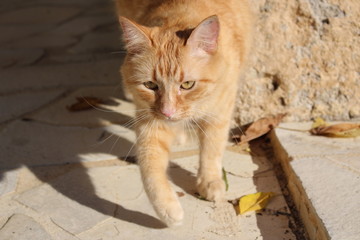 chat roux