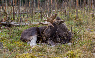 Wild male moose in the forest during fall. Crossing moose on streets cause accidents, that are dangerous for the wildlife as well as for people. The moose is the national animal of Sweden.