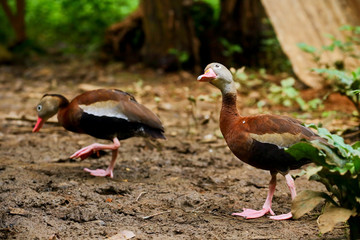 Black bellied whistling ducks