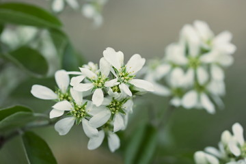 Amelanchier alnifolia `Thiessen` is a shrub with edible berry-like fruit