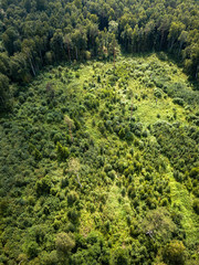 Aerial Drone Photo of the Countryside Forest, Top Down View in Sunny Summer Day