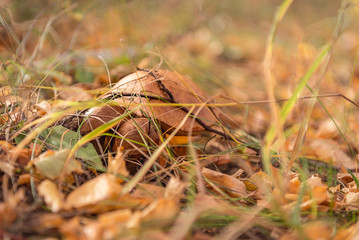Boletus