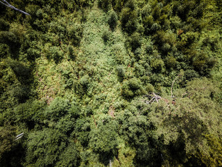 Obraz premium Aerial Drone Photo of the Countryside Forest, Top Down View in Sunny Summer Day