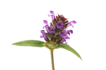 Self-heal flowers closeup