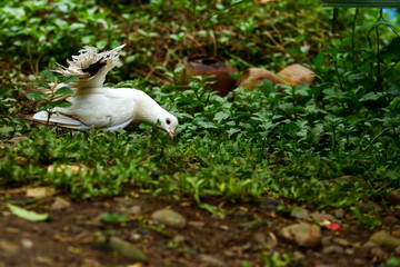 Obraz na płótnie Canvas Fan-tailed Pigeon