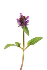 Self heal plant