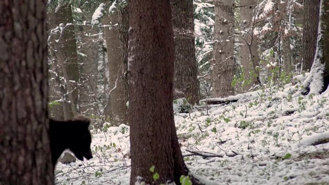 Junger Braunb&auml;r rennt im Wald durch den Schnee