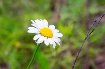 Chamomile flower closeup