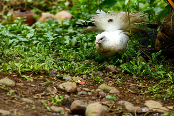 Obraz premium Fan-tailed Pigeon