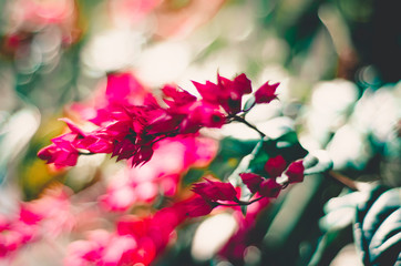 natureza, plantas, flor , animais, céu, 