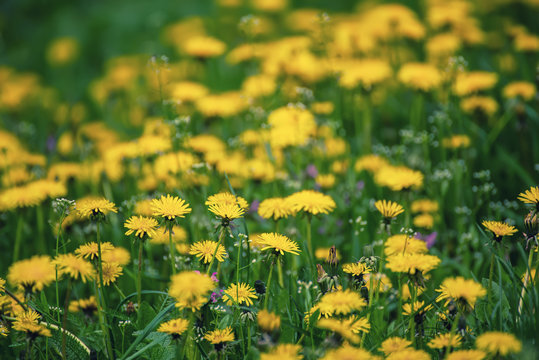 Dandelion yellow flower growing on the green meadow in spring time, natoral seasonal floral background with copy space