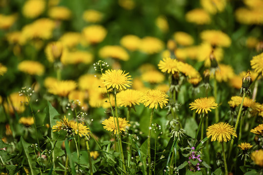 Dandelion yellow flower growing on the green meadow in spring time, natoral seasonal floral background with copy space