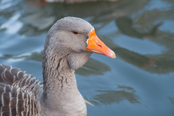 Fototapeta premium goose on the pond