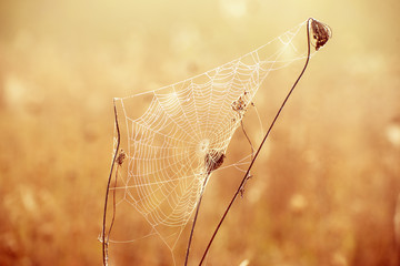 Autumn abstract background with dry plant at sunrise with spiderweb, vintage retro image