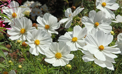 Cosmos blancs © hcast