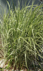 Obraz premium Carex ‘ice dance’