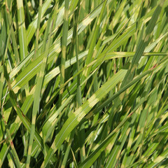 Miscanthus sinensis zebrinus