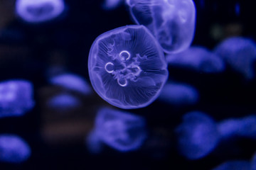 swimming jellyfish