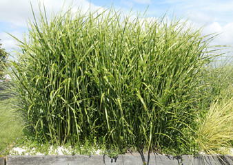 Miscanthus sinensis zebrinus