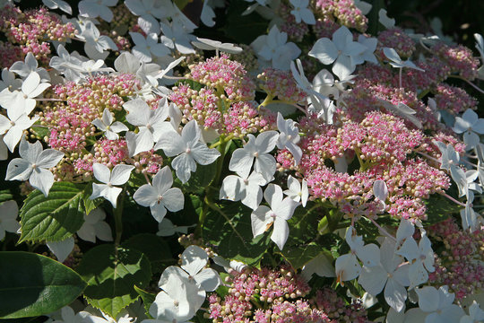 Hydrangea paniculata confetti