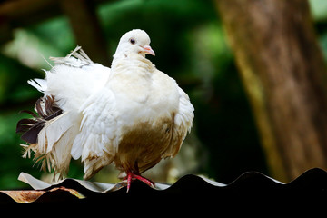 Fan-tailed Pigeon