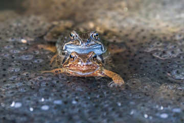 Frösche bei der Paarung im Froschlaich