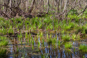 Весна / It's spring