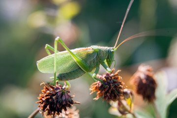 Кузнечик / grasshopper
