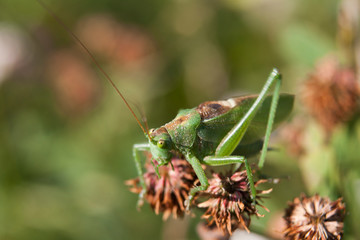 Кузнечик / grasshopper