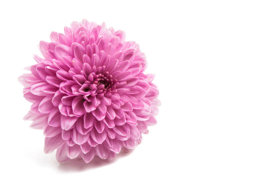 Fototapeta chrysanthemum isolated