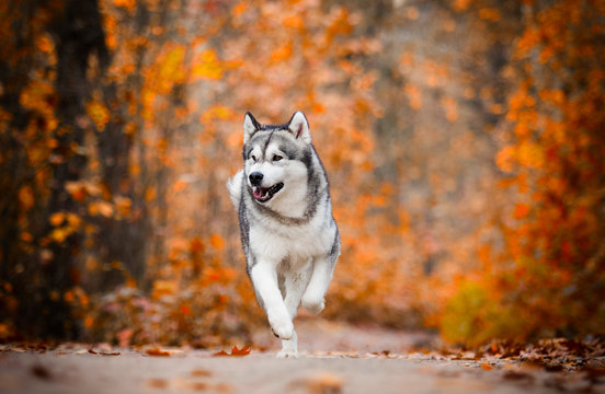 Malamute dog outdoors