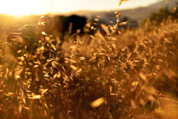 sunset grass field autumn tones and lights sunset background willage