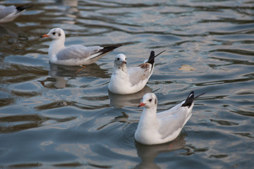gulls on the pond