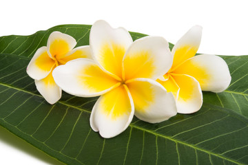frangipani flowers with leaves