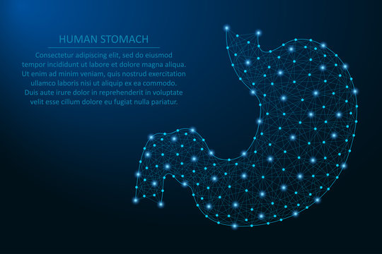 Human Stomach, Healthy Human Internal Digestion Organ Made By Points And Lines, Polygonal Wireframe Mesh, Low Poly Illustration. Vector.