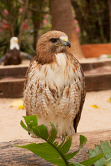 Птица/bird