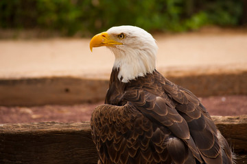 Птица/bird