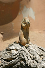 Prairie Dog Nibbling On Some Food