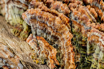 awesome image of a orange, green and brown tree fungus, copy space