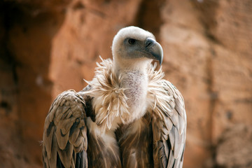 Птица/bird