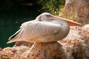 Птица пеликан / Pelican bird