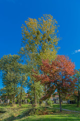 Naklejka premium image of trees in a park on a beautiful autumn day in Voerendaal South Limburg in the Netherlands Holland