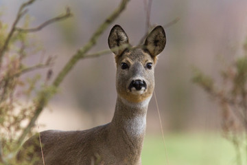 Roebuck - buck (Capreolus capreolus) Roe deer - goat