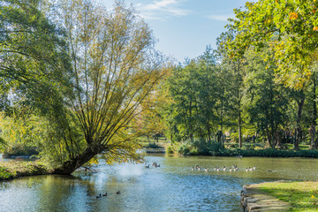 wonderful picture of a pond with ducks with trees on a sunny autumn day in Voerendaal South Limburg in the Netherlands Holland