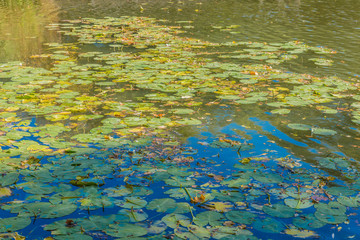 beautiful image of a pond with leaves with sunlight and shadow with reflections in the wate