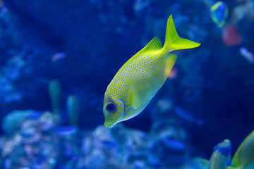 Naklejka premium colorful fish