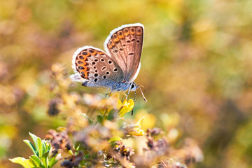 Macro photo of a butterfly close-up. A butterfly sits on a flower. The moth sits on a flower and drinks nectar. A photo of a moth in the grass close up. Butterfly collects floral nectar.